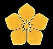 A yellow flower with a black background